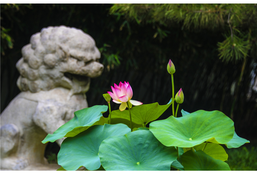 张林初《雄狮赏花》拍摄时间：2018.7.8拍摄地点：圆明园手机号：13520927431.jpg
