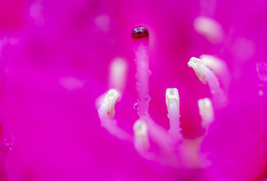 重阳节《杜鹃花语》    罗匡龙   摄拍摄地：江西庐山  拍摄时间：2021.04.11电话   13870278266.jpg