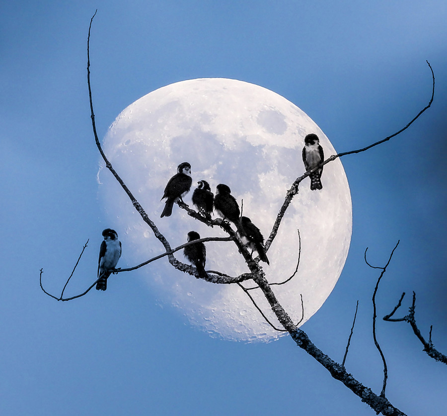 重阳节《相约月下》  罗匡龙  摄拍摄地点：江西婺源晓起 拍摄时间：2019.08.12 电话;  13870278266.jpg