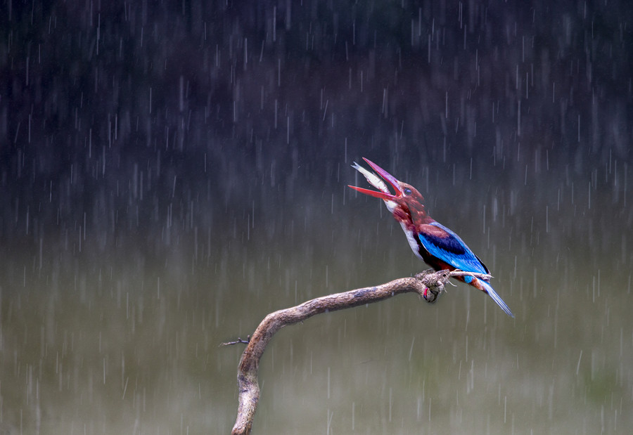 重阳节《雨中的美味》   罗匡龙  摄 拍摄地：九江 、拍摄时间：2021.07.05  13870278266.jpg