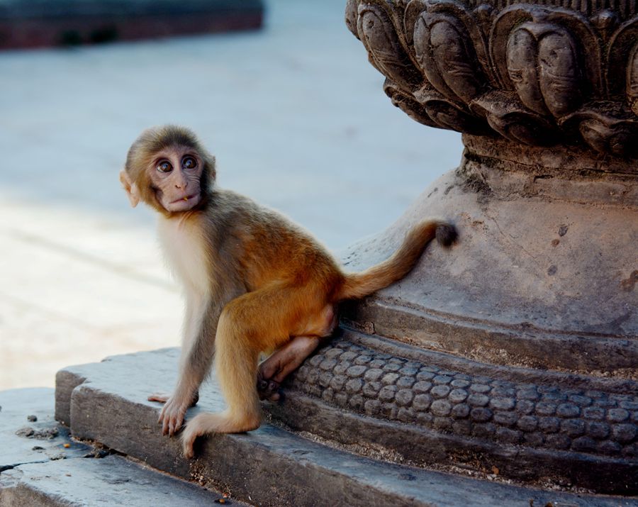 《师父，别走……》作者：王抑洪(2017.9.8.18点36分摄于尼泊尔加德满都猴庙。机型：尼康D7100,，镜头：24-70，光圈：f5.6，曝光：160分之1秒，ISO-100.jpg