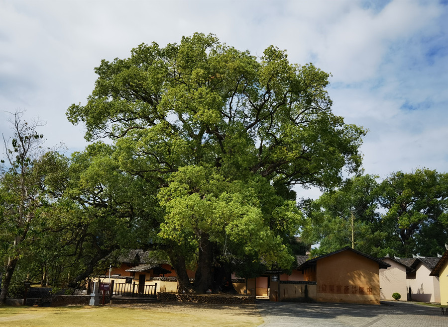 15 前人栽树，后人乘凉——毛主席故居前的大树.jpg