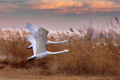 1641619117295499.png 0009.png