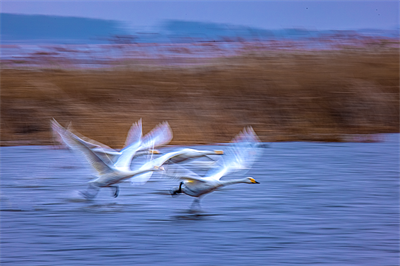 1641619146934779.png 0012.png