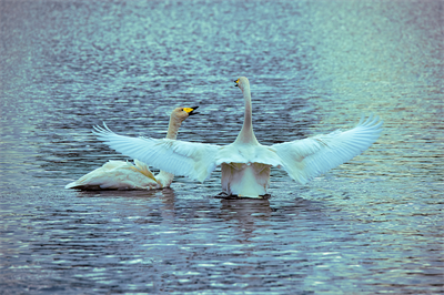 1641619447103349.png 0031.png