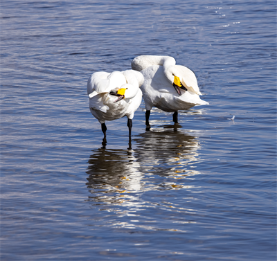 1641619771102970.png 0057.png