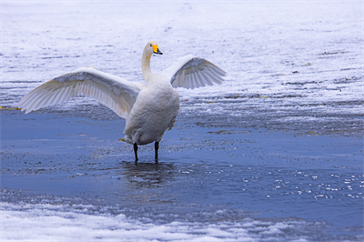 1641620193311507.png 0081.png