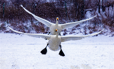 1641620243883141.png 0091.png