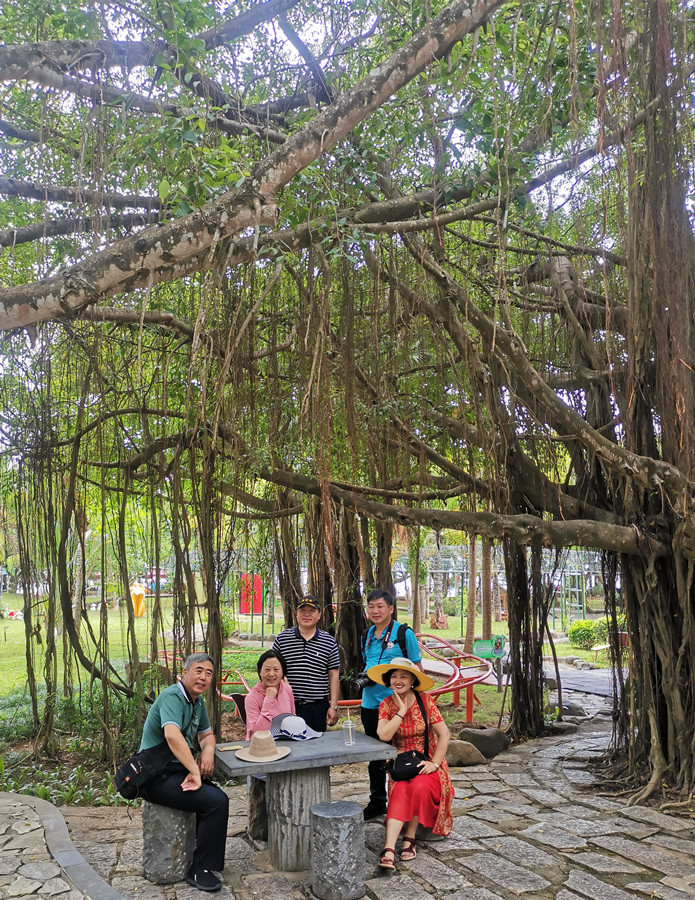 榕树情结.jpg