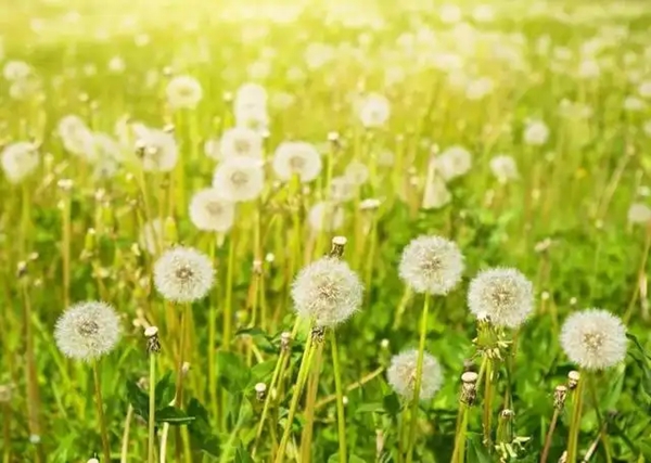 蒲公英.jpg