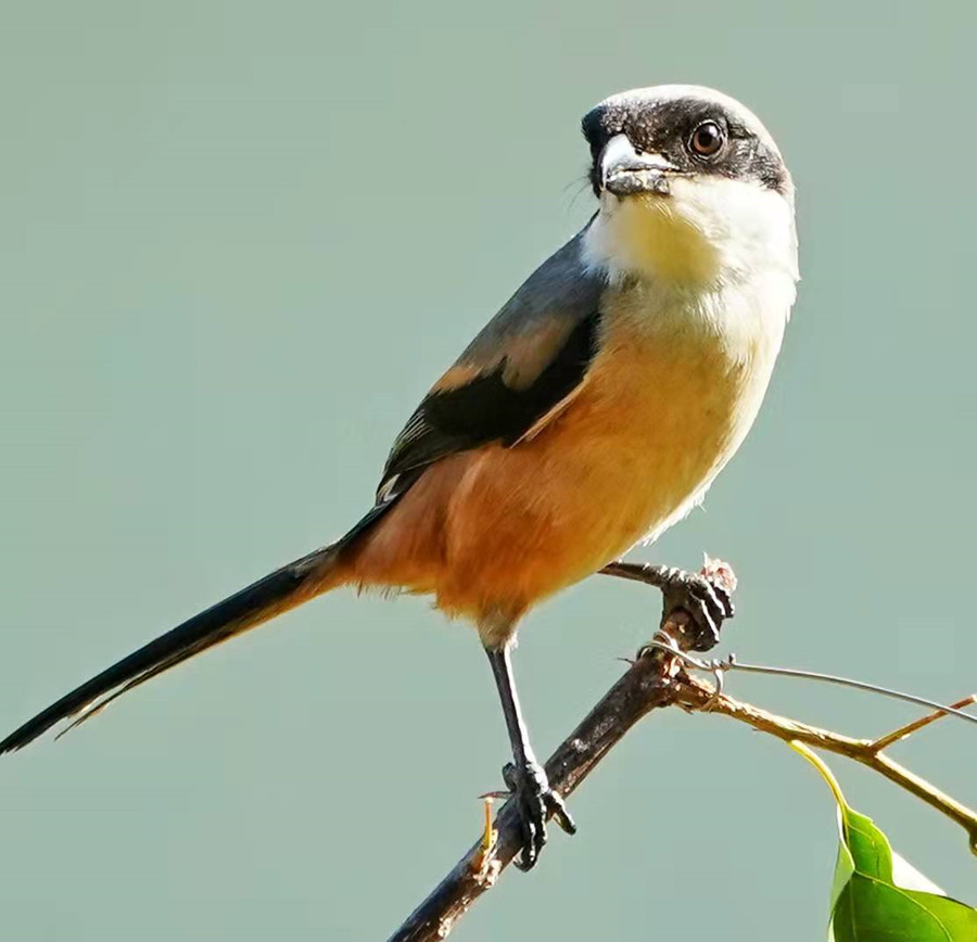 1648654542106370.jpg 微信图片_20220328225409.jpg