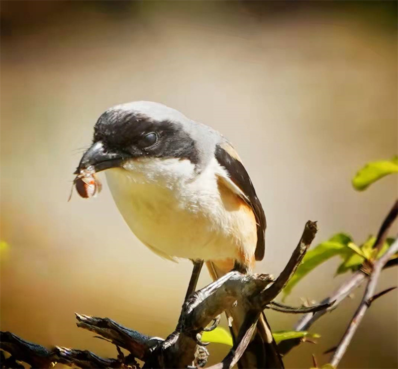 1648654760930777.jpg 微信图片_20220328230925.jpg