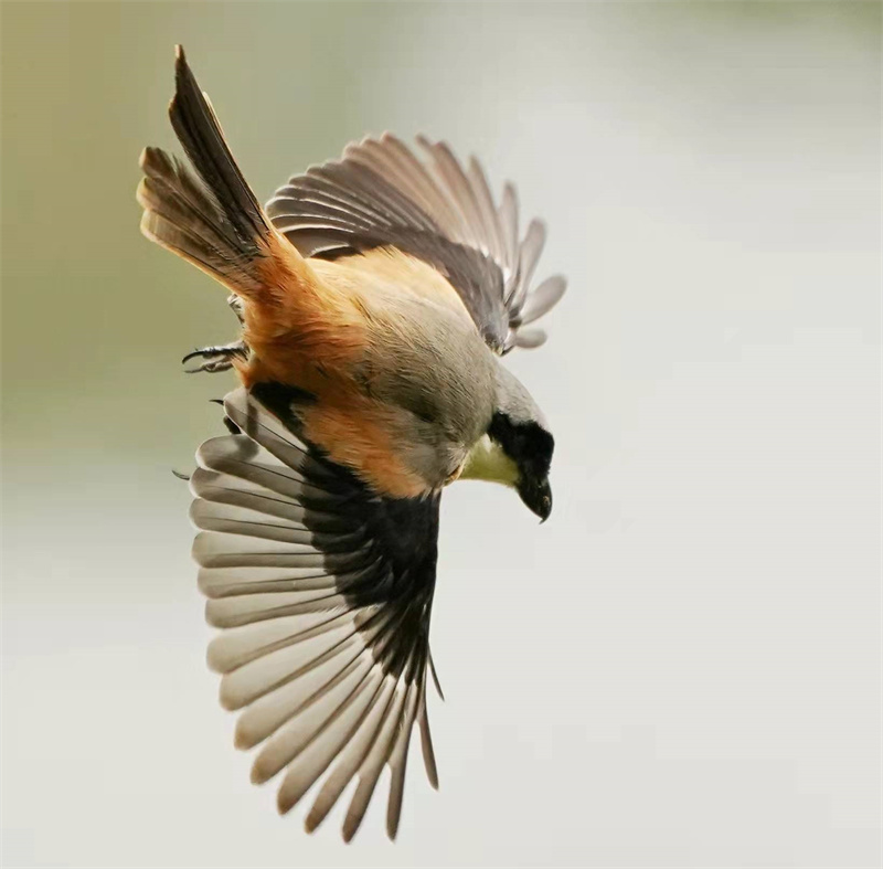 1648655031389523.jpg 微信图片_20220328230656.jpg