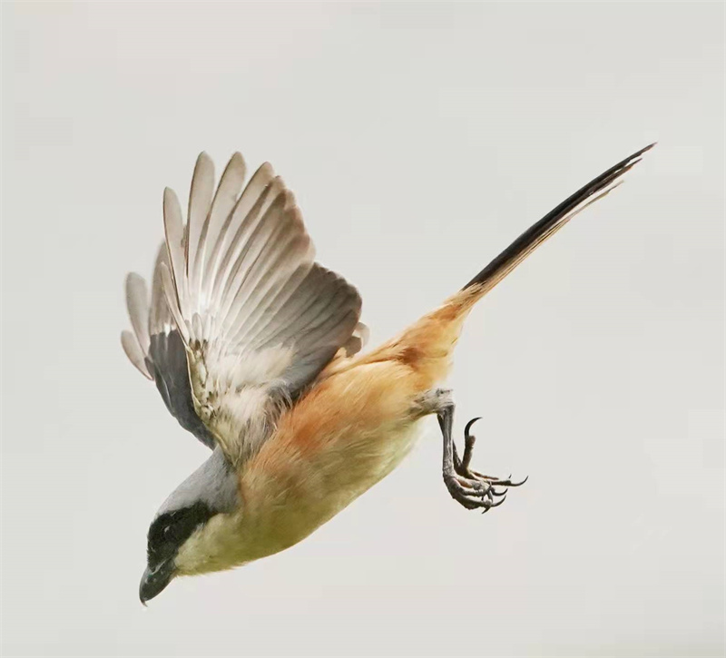 1648655250582951.jpg 微信图片_20220328230726.jpg