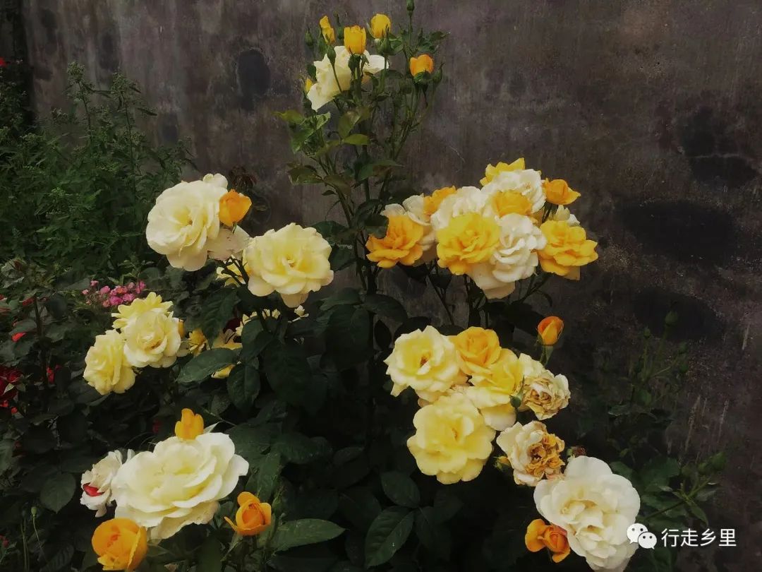1652284217103306.jpg 微信图片_20220511234754.jpg