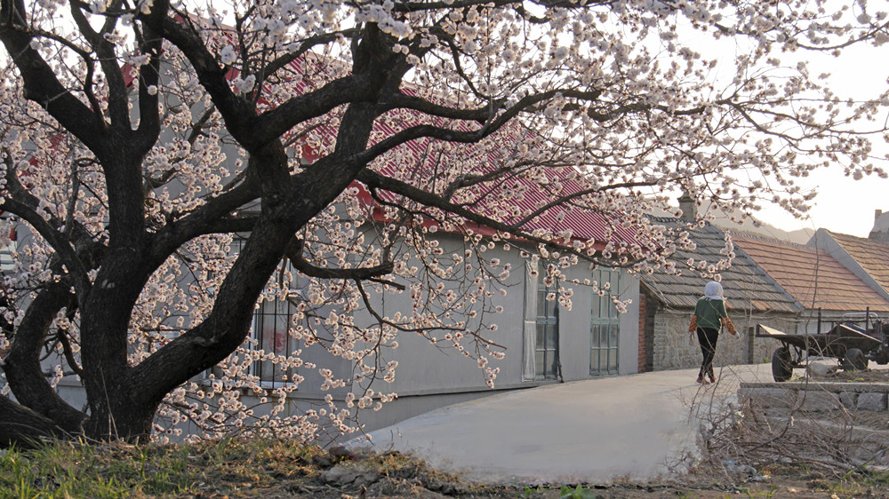 1662945306922472.jpg 《春天里》胡英丽 (1)_副本.jpg