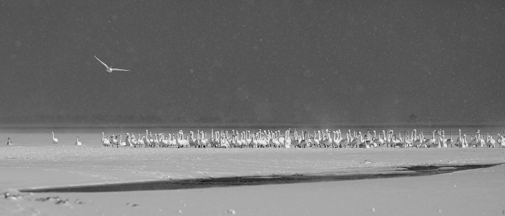 1662945812192524.jpg 《检阅》胡英丽13181895999_副本.jpg