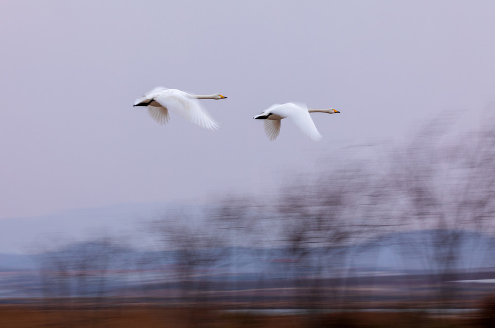 1662945890134616.jpg 《双双飞》胡英丽_副本.jpg