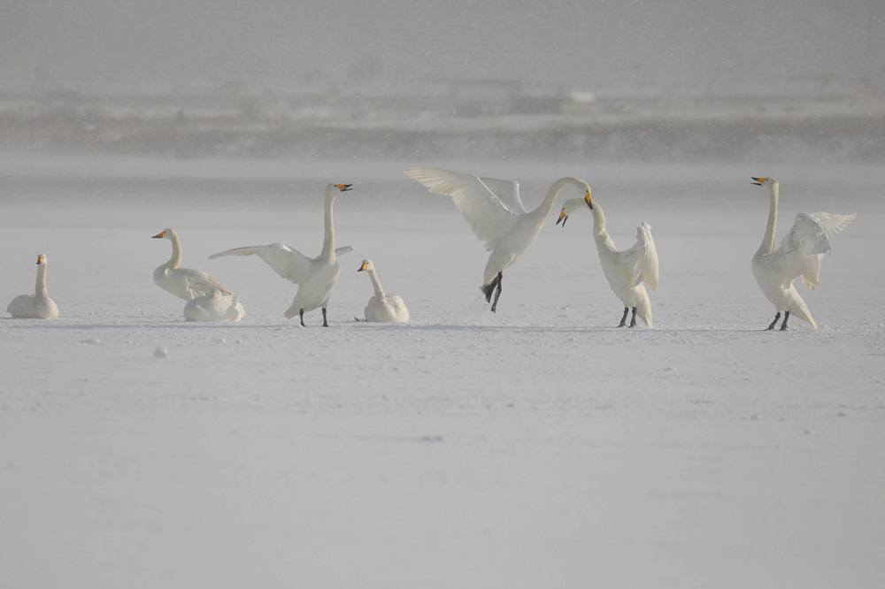 1662945903543018.jpg 《雪地欢歌》胡英丽_副本.jpg
