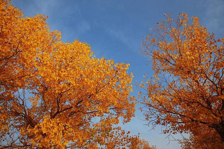 1677856185122812.jpg 胡杨1226021825.jpg