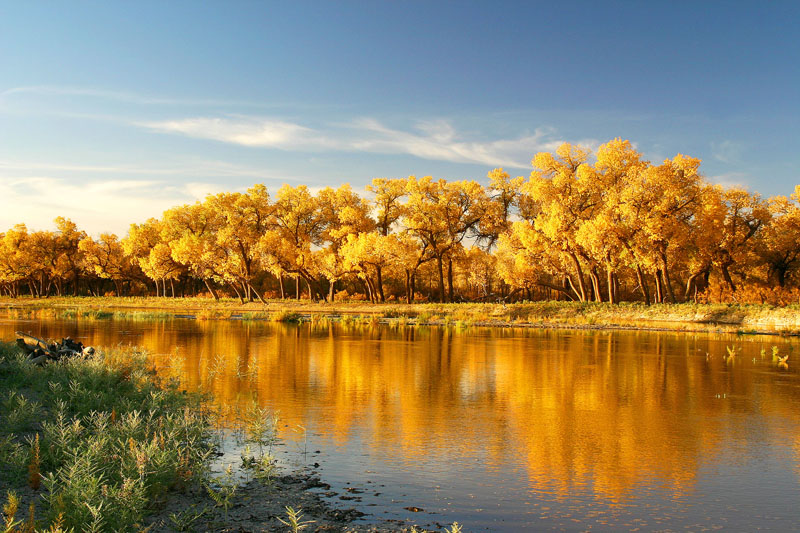 1677856235121689.jpg 胡杨083373.jpg