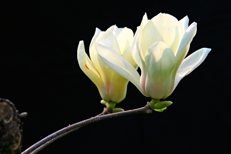 照片 164_meitu_4.jpg