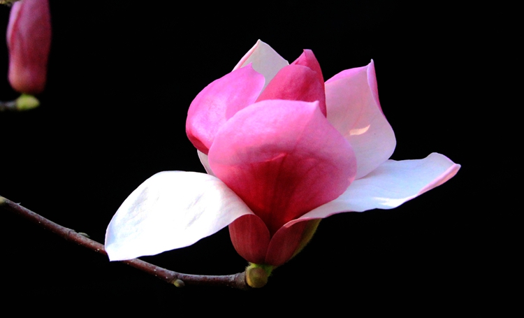 复件 冰清玉洁，邵道明摄，13123792101.jpg