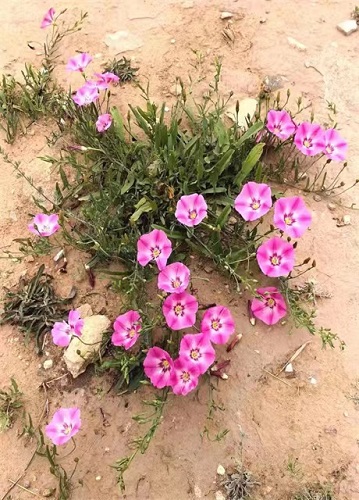 1681348332369083.jpg 1.jpg