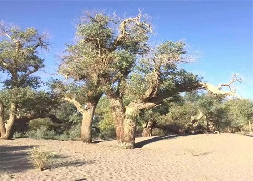 1681348396361036.jpg 5.jpg