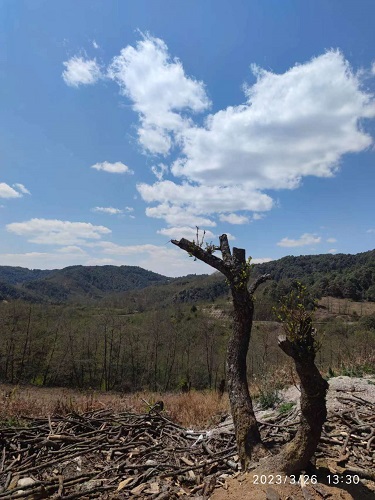 1682490303180991.jpg 1682480991566642.jpg