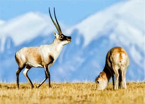 1683778205695092.jpg 4.jpg