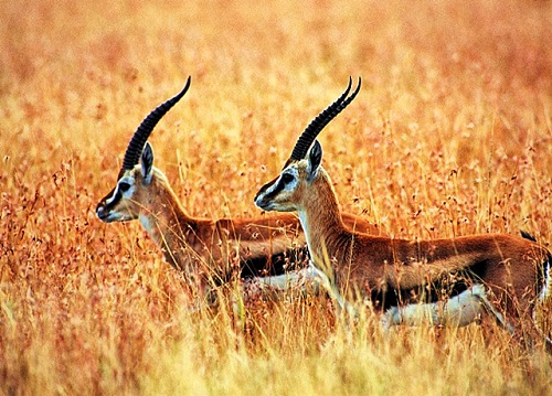 1683778322630415.jpg 10.jpg