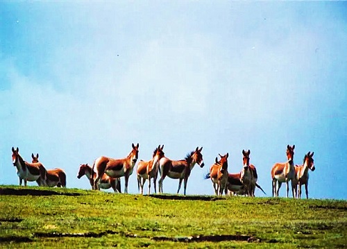 1684804063137873.jpg 10.jpg