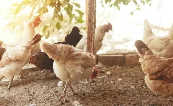 1699835255285386.jpg 4.jpg