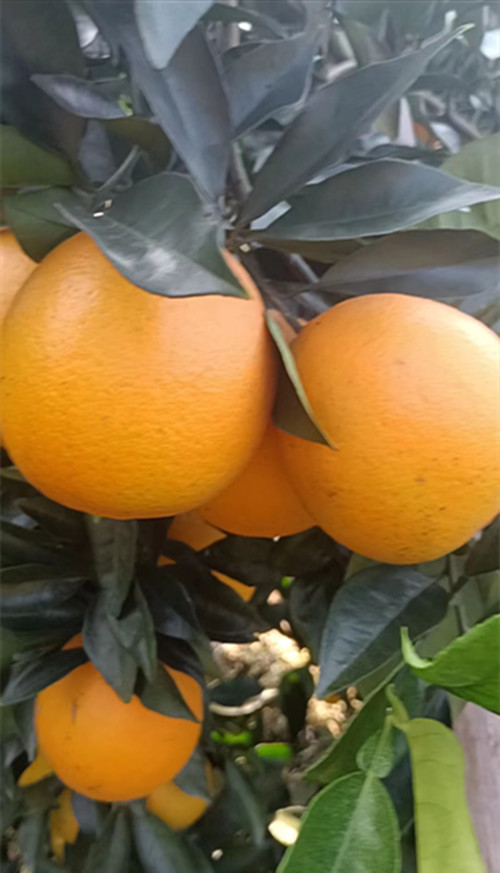 1701509762212878.jpg 1701509762212878.jpg