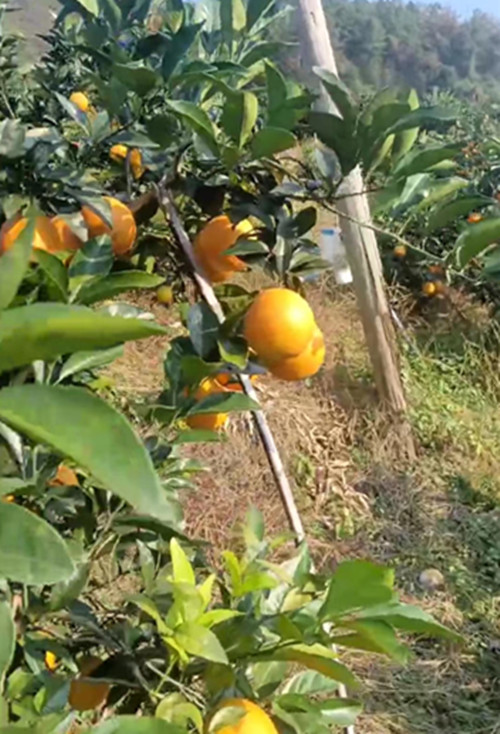 1701509799544007.jpg 1701509799544007.jpg