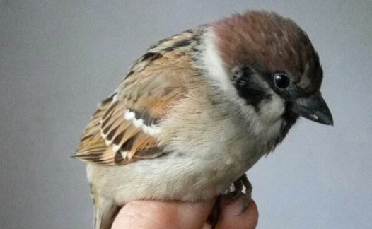 1703787908120923.jpg 20-19112009505VC_副本.jpg